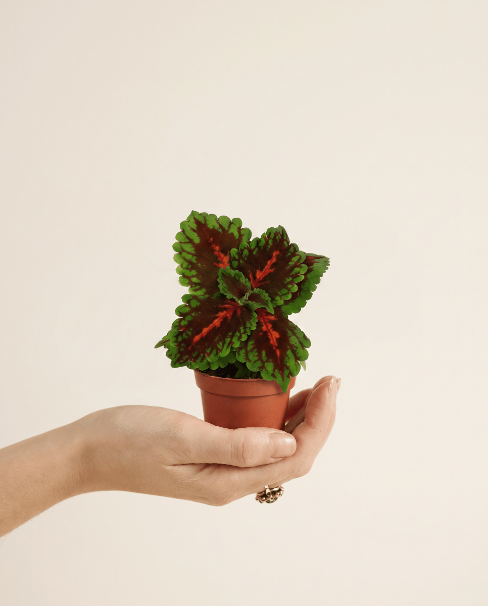 Baby Coleus Siernetel Magnificent Mile