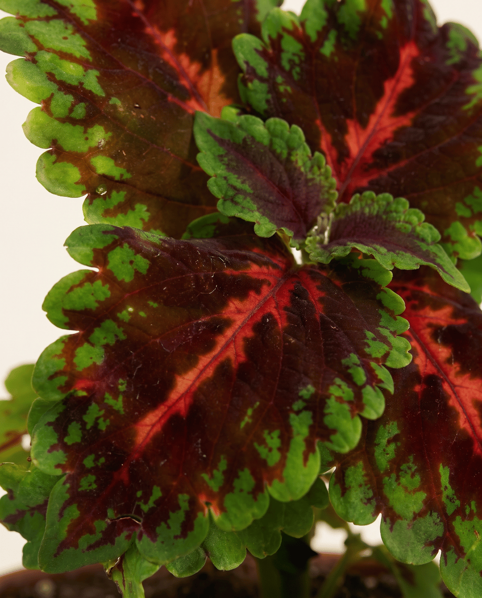 Bébé Coleus Coléus Magnificent Mile