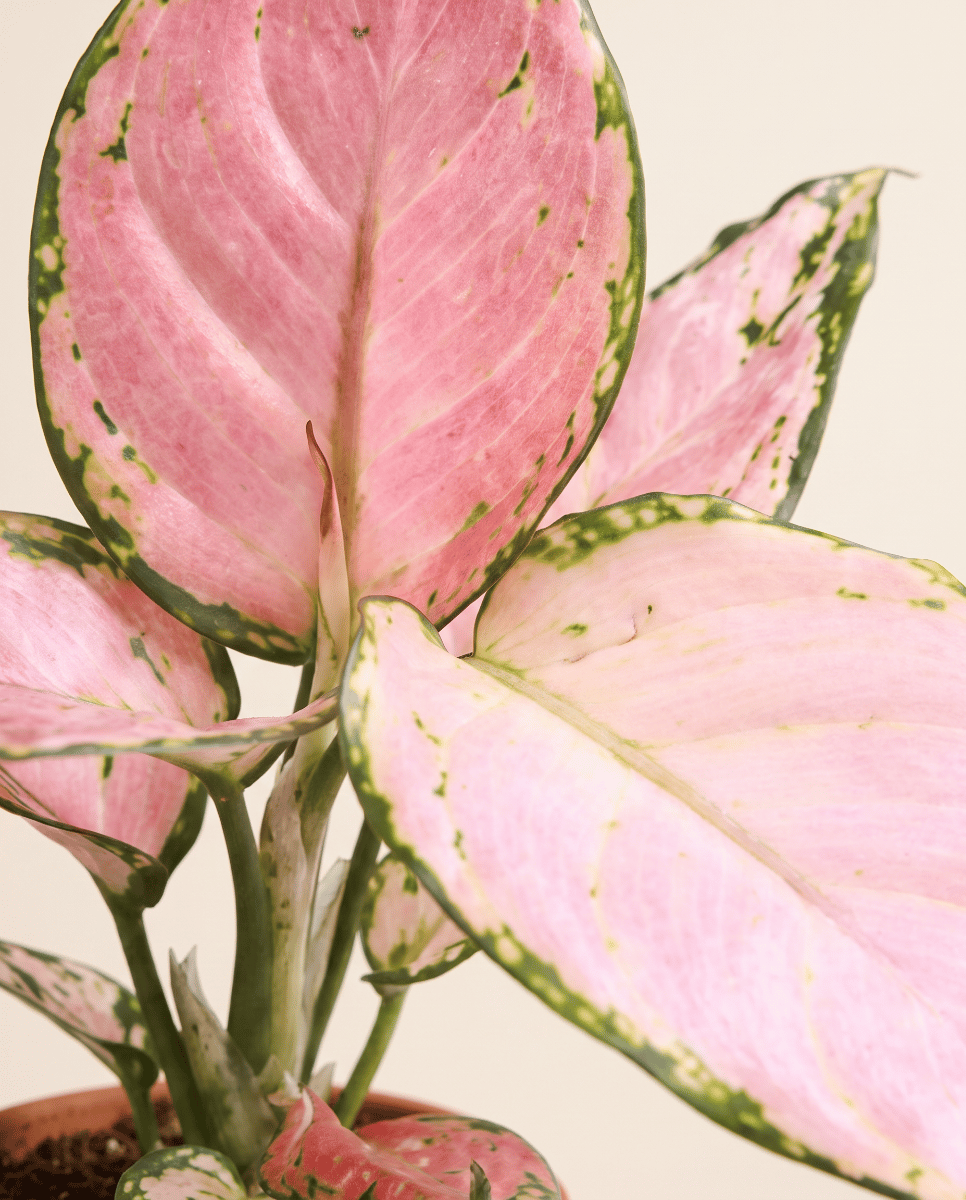 Bébé Aglaonema Chinese Evergreen Red Zirkon