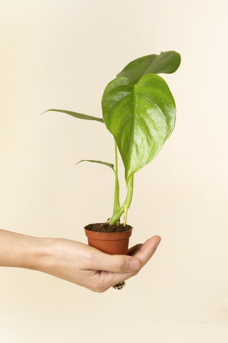 Baby Monstera Swiss Cheese plant Sierrana