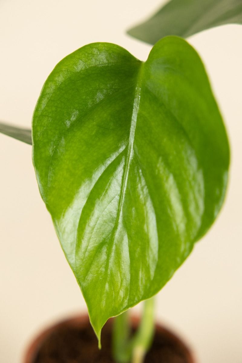 Bebé Monstera Swiss Cheese plant Sierrana