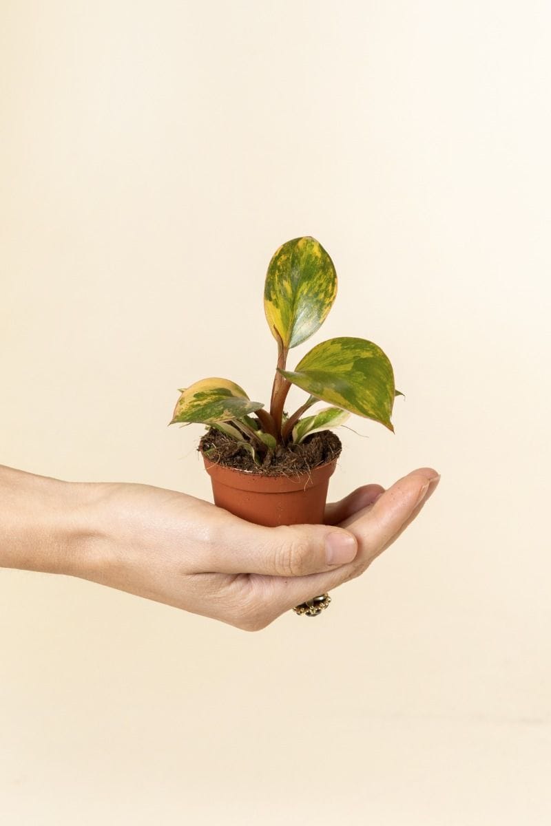 Bébé Philodendron Philodendron Red Congo Variegata