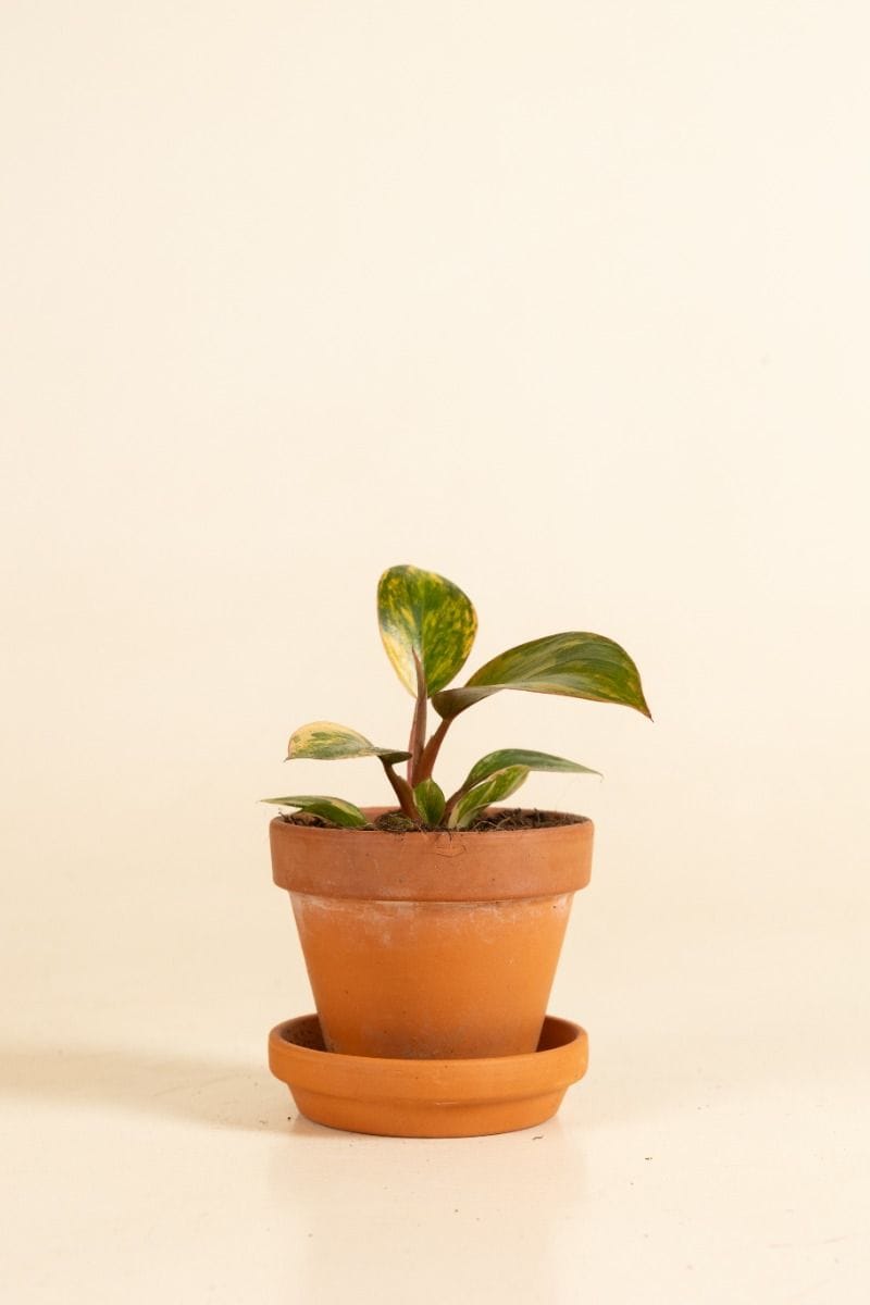 Bebé Philodendron Love tree Red Congo Variegata