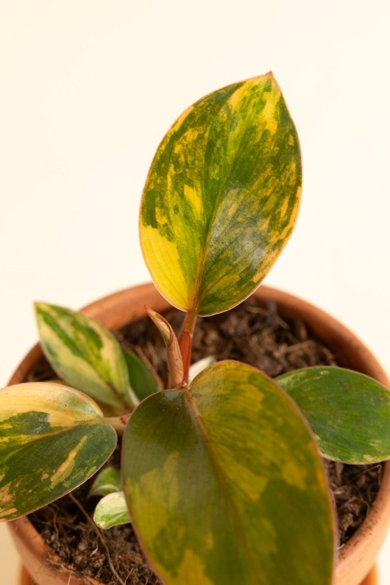 Bebé Philodendron Love tree Red Congo Variegata