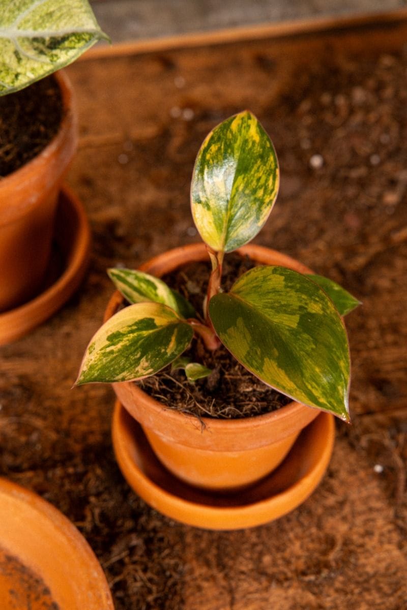 Bebé Philodendron Love tree Red Congo Variegata