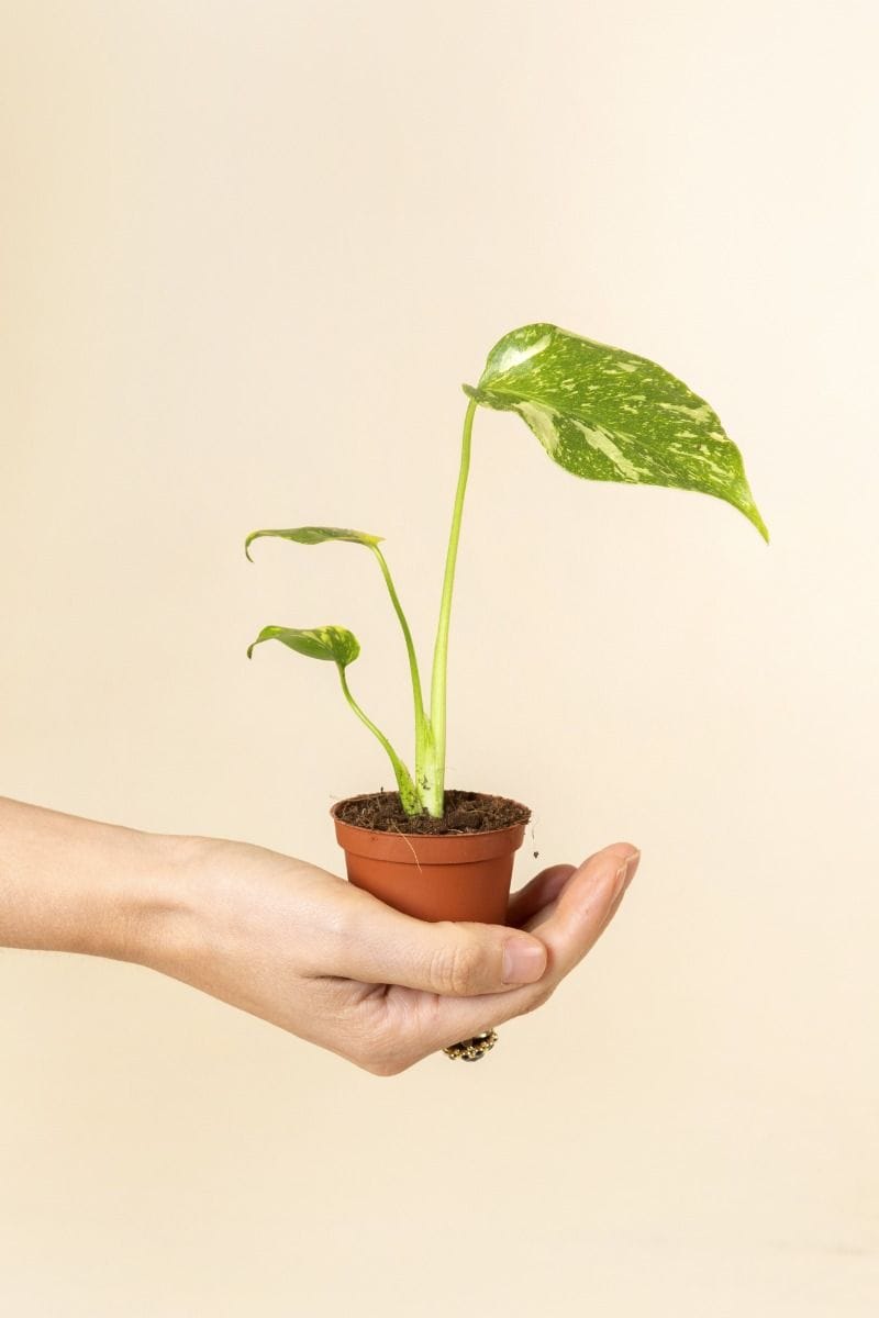 Baby Monstera Gatenplant Deliciosa Electrolyte
