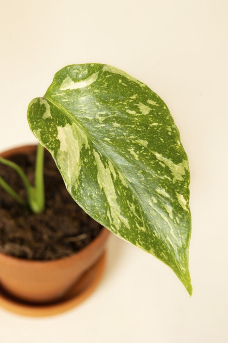 Bebé Monstera Swiss Cheese plant Deliciosa Electrolyte
