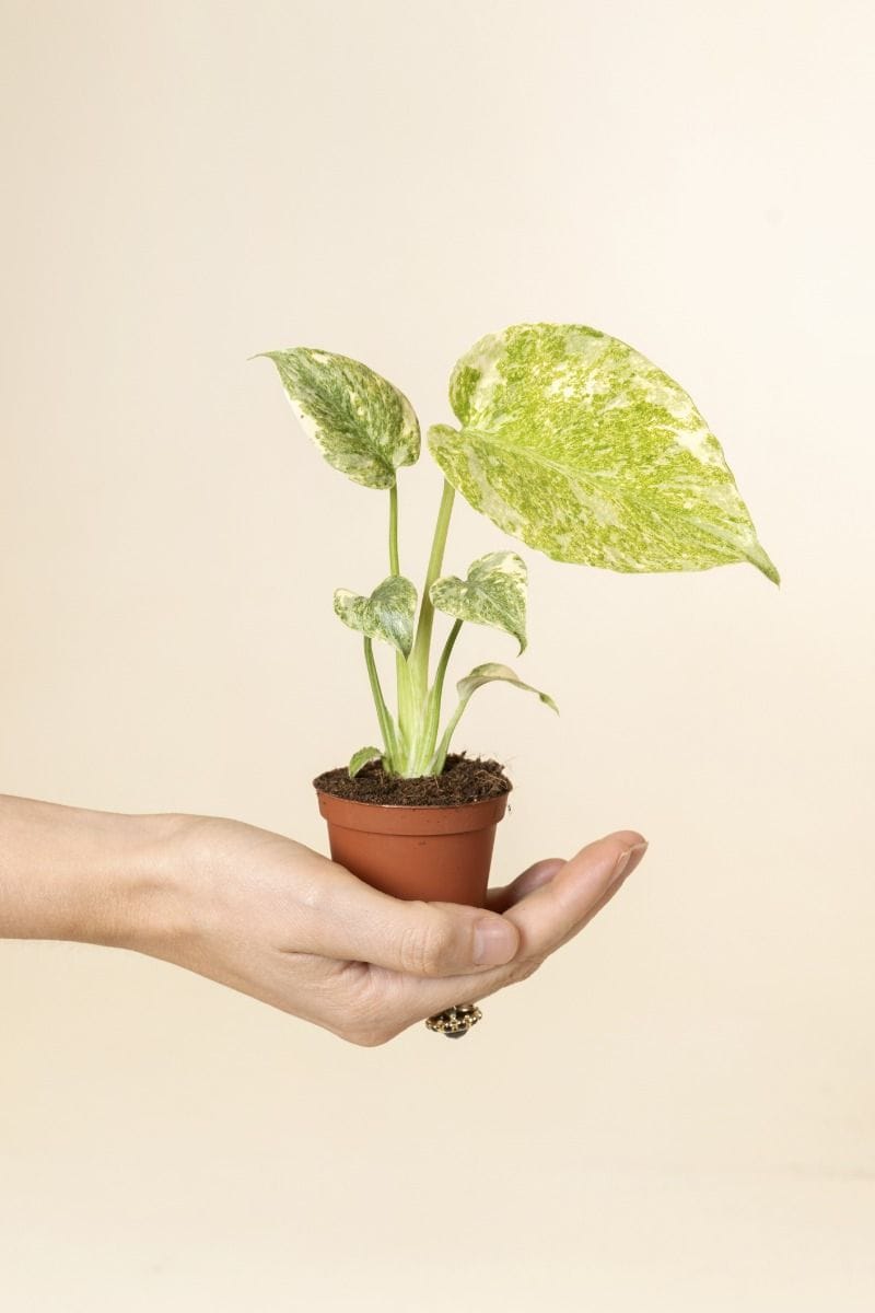 Bébé Monstera Plante-gruyère Deliciosa Green Snow