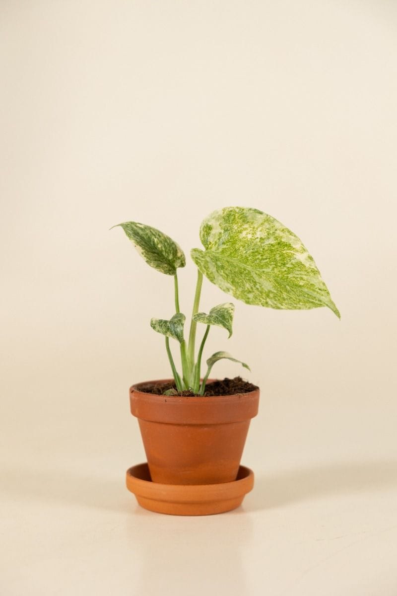 Baby Monstera Gatenplant Deliciosa Green Snow