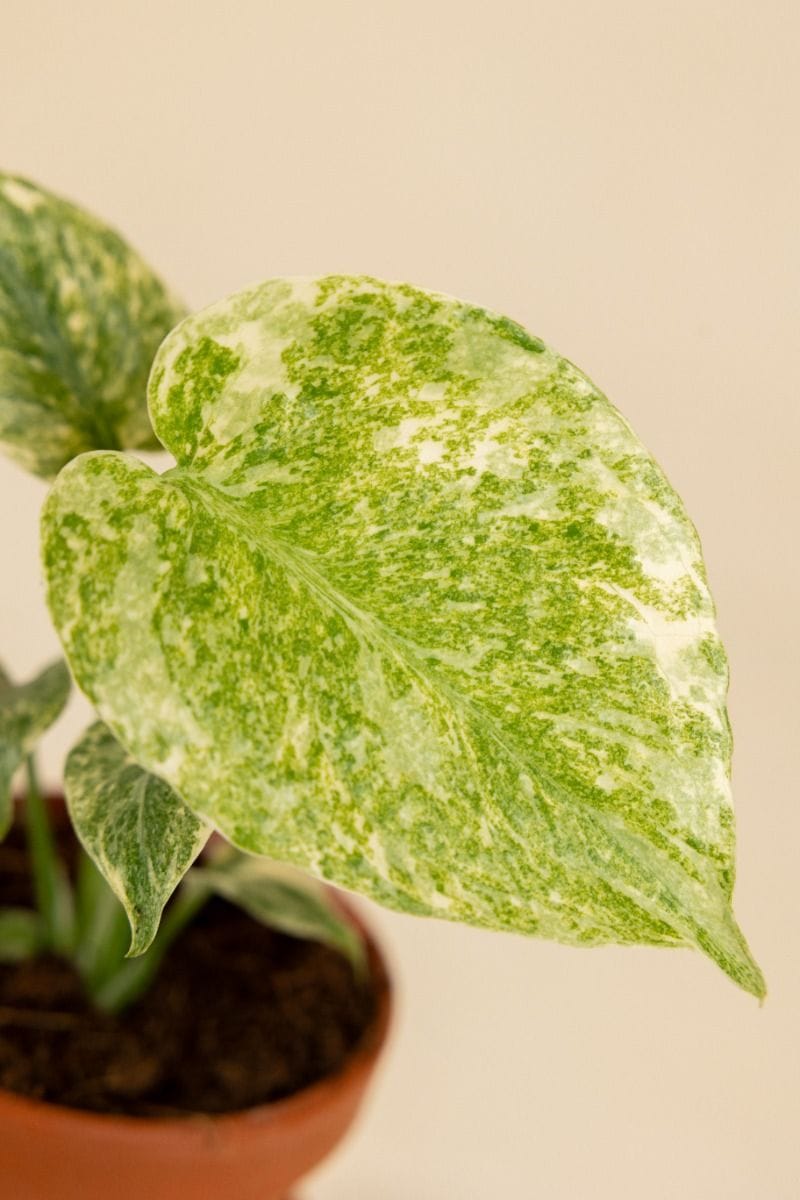 Baby Monstera Gatenplant Deliciosa Green Snow