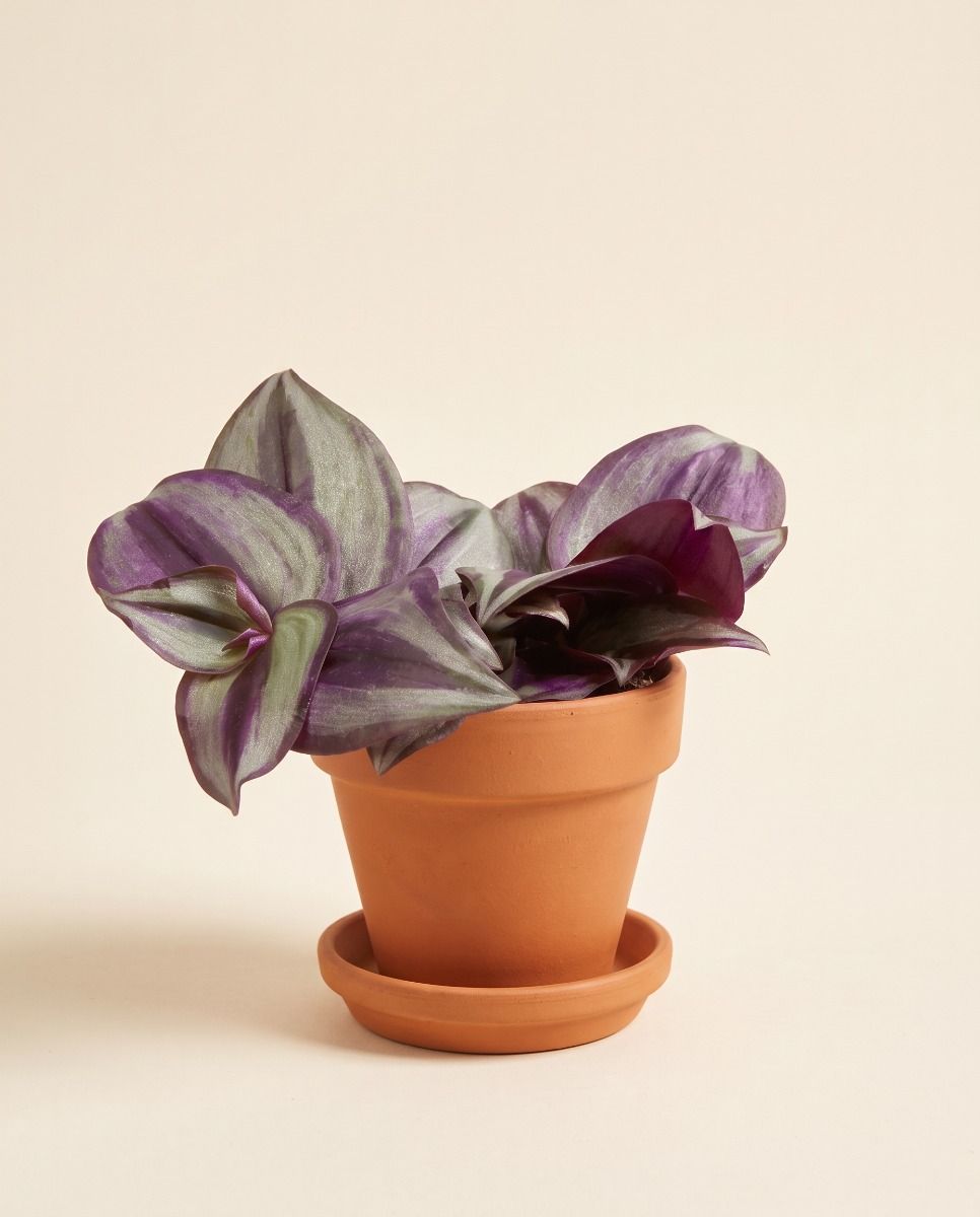 Bébé Tradescantia Misère Zebra