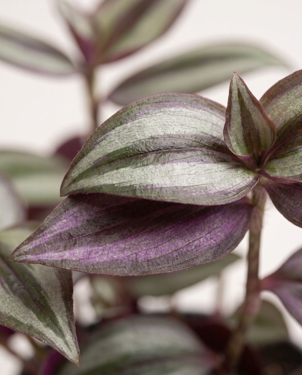Bébé Tradescantia Misère Zebra