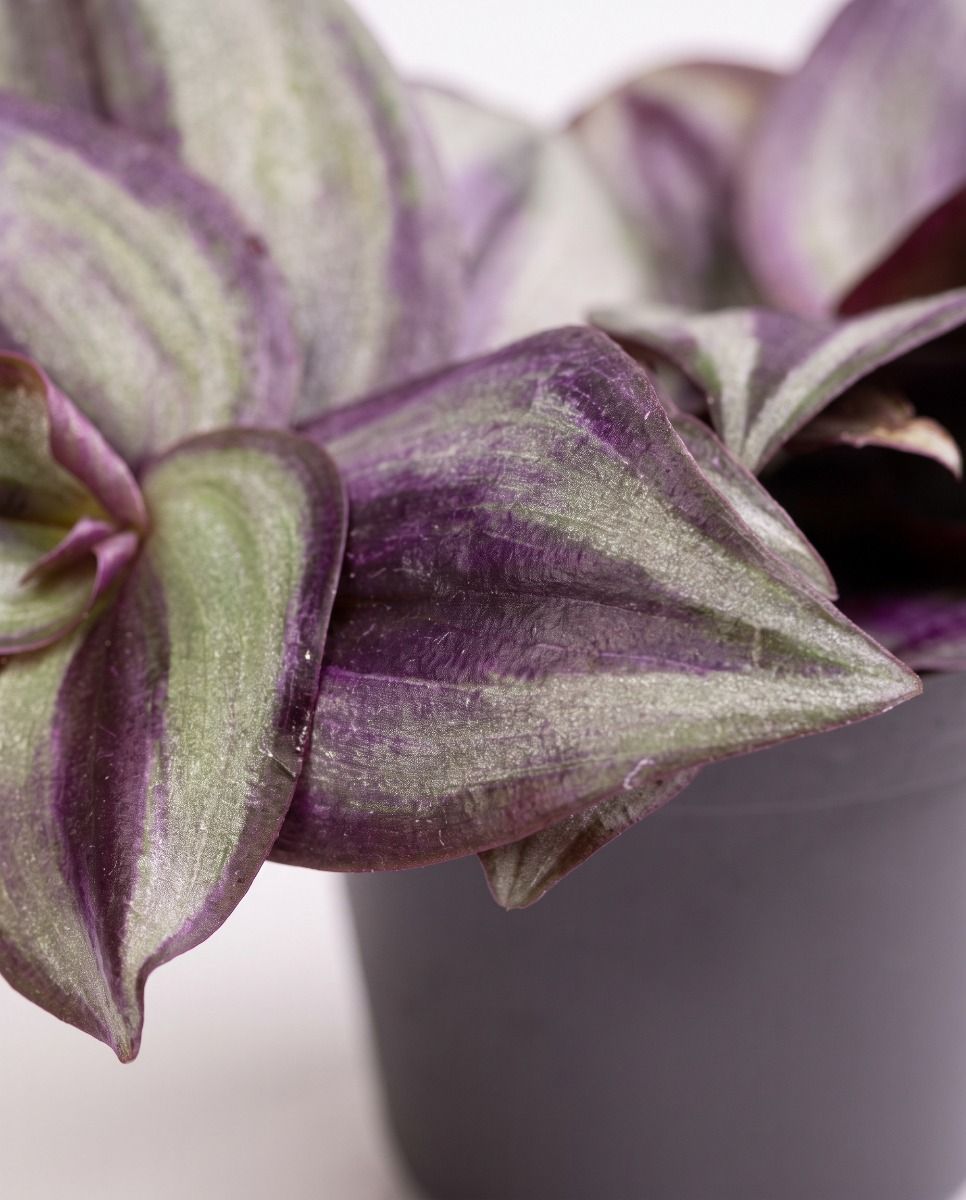 Bébé Tradescantia Misère Zebra
