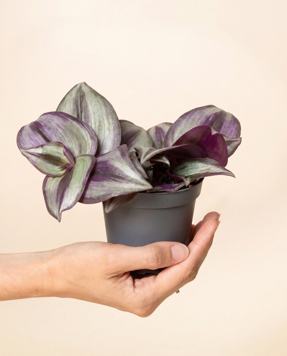 Baby Tradescantia Dreimasterblume Zebra
