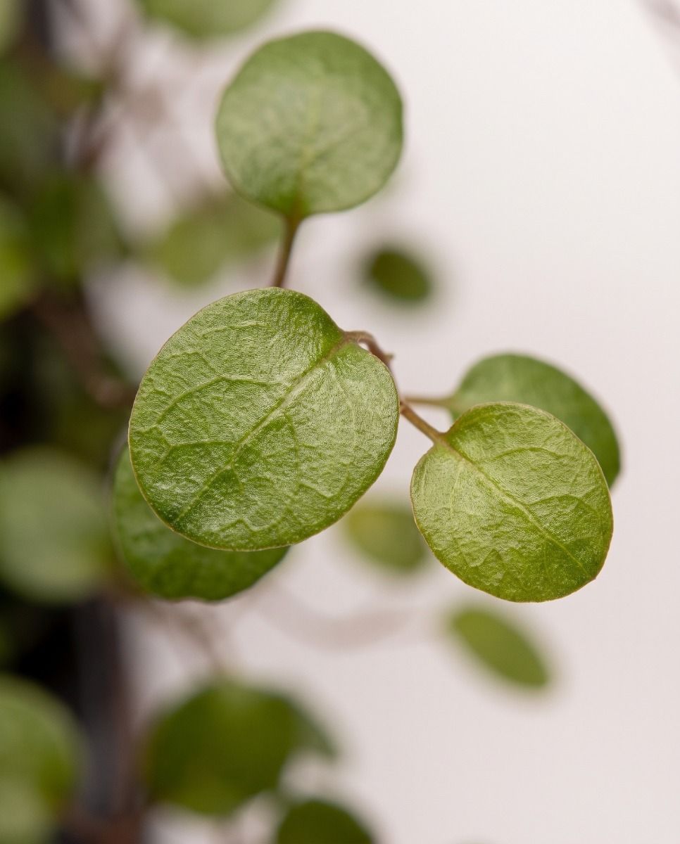 Baby Muehlenbeckia Drahtstrauch Complexa