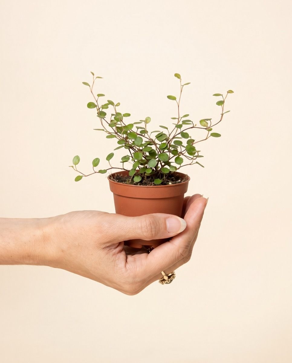 Baby Muehlenbeckia Drahtstrauch Complexa