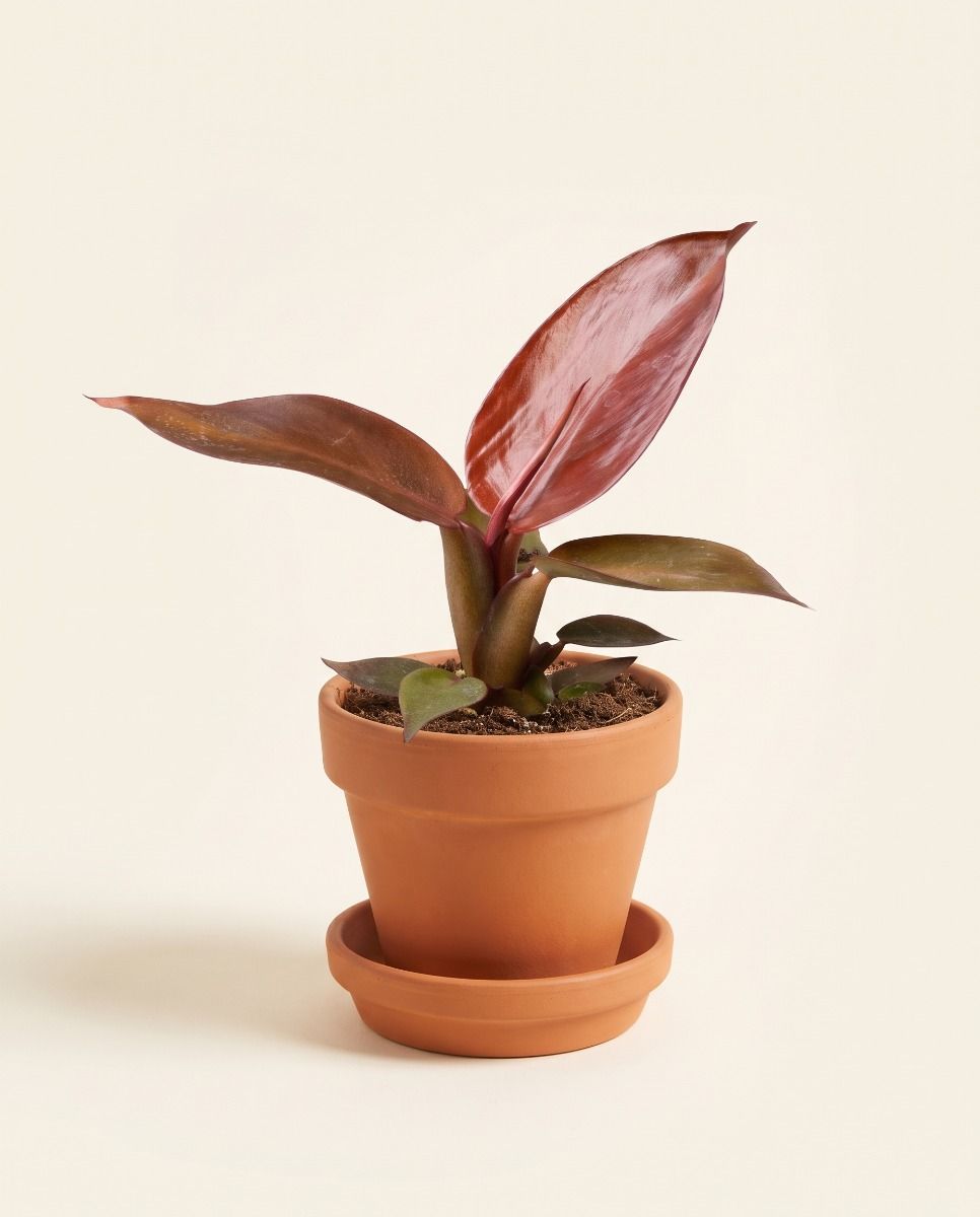 Baby Philodendron Baumfreund Red Sun