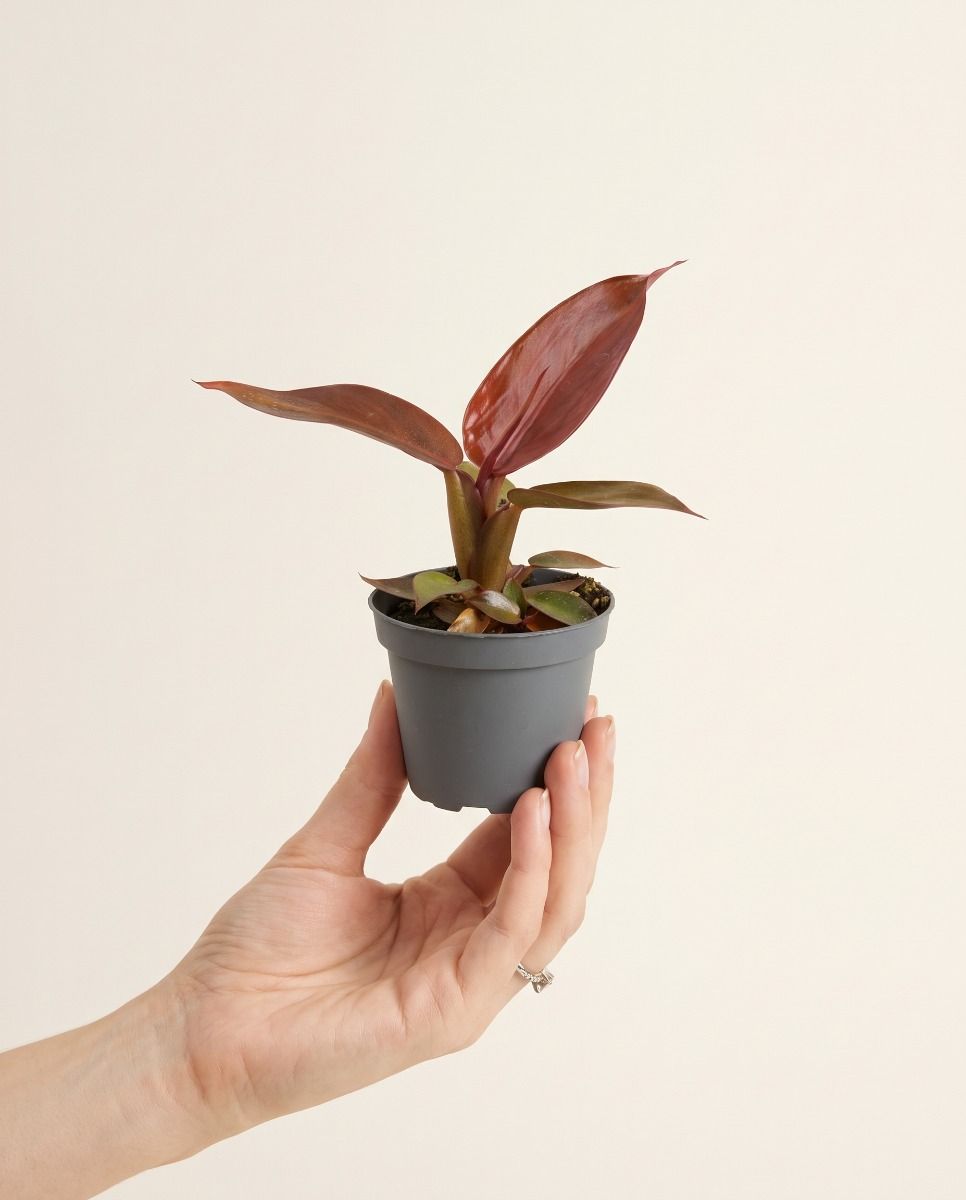 Baby Philodendron Baumfreund Red Sun