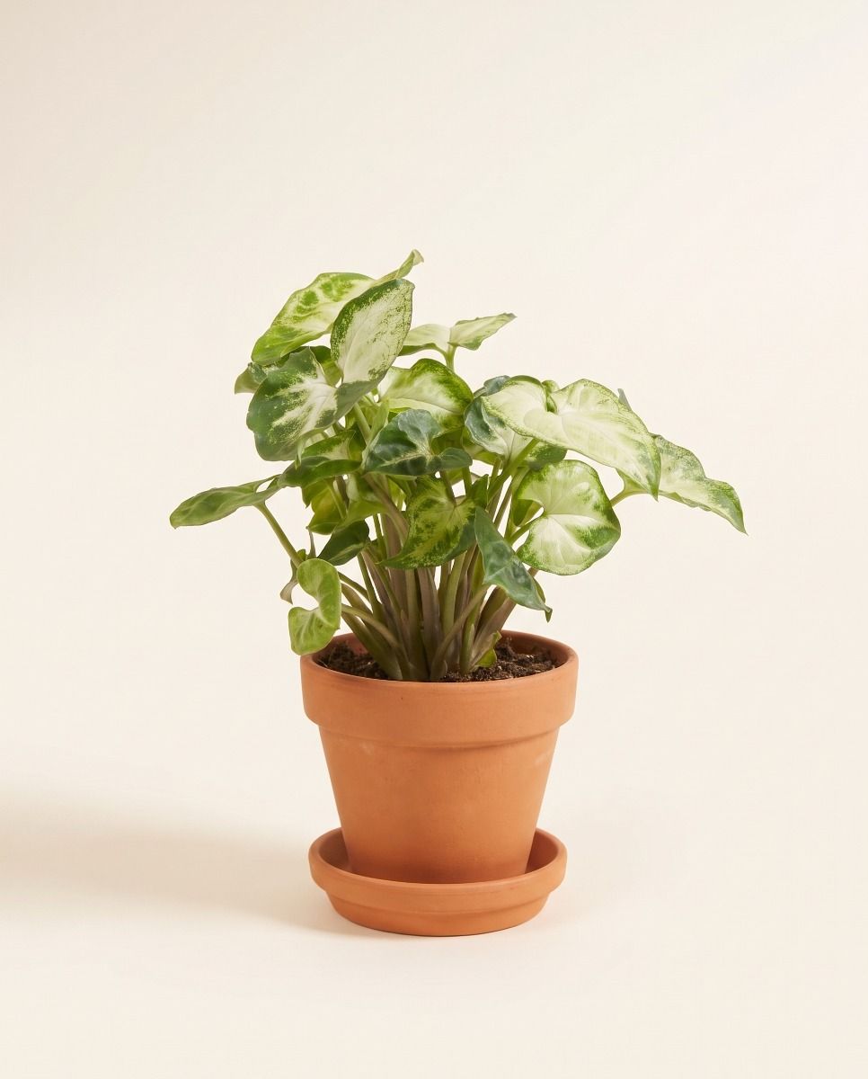 Baby Syngonium Purpurtute Pixie