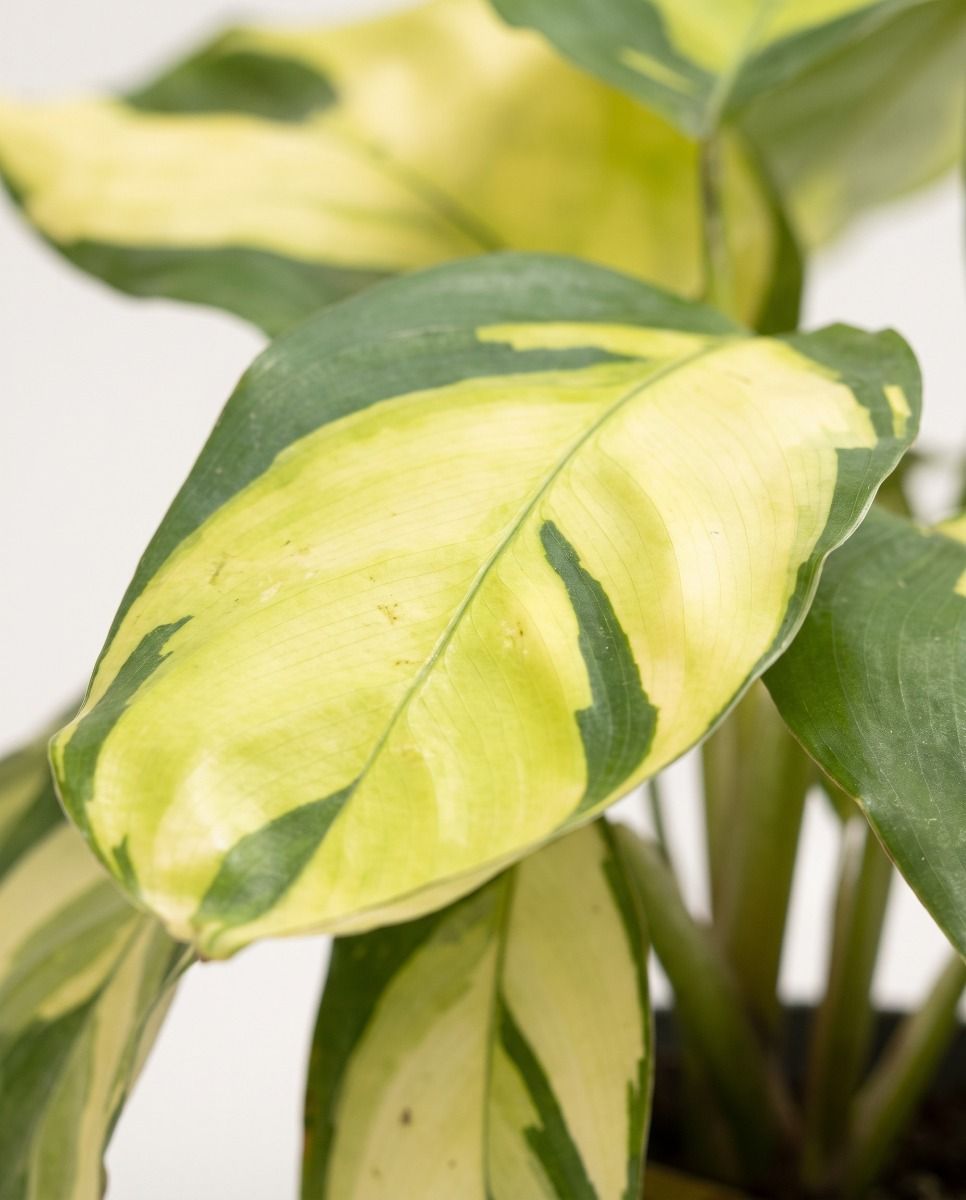 Baby Ctenanthe Kamm-Marante Golden Mosaic