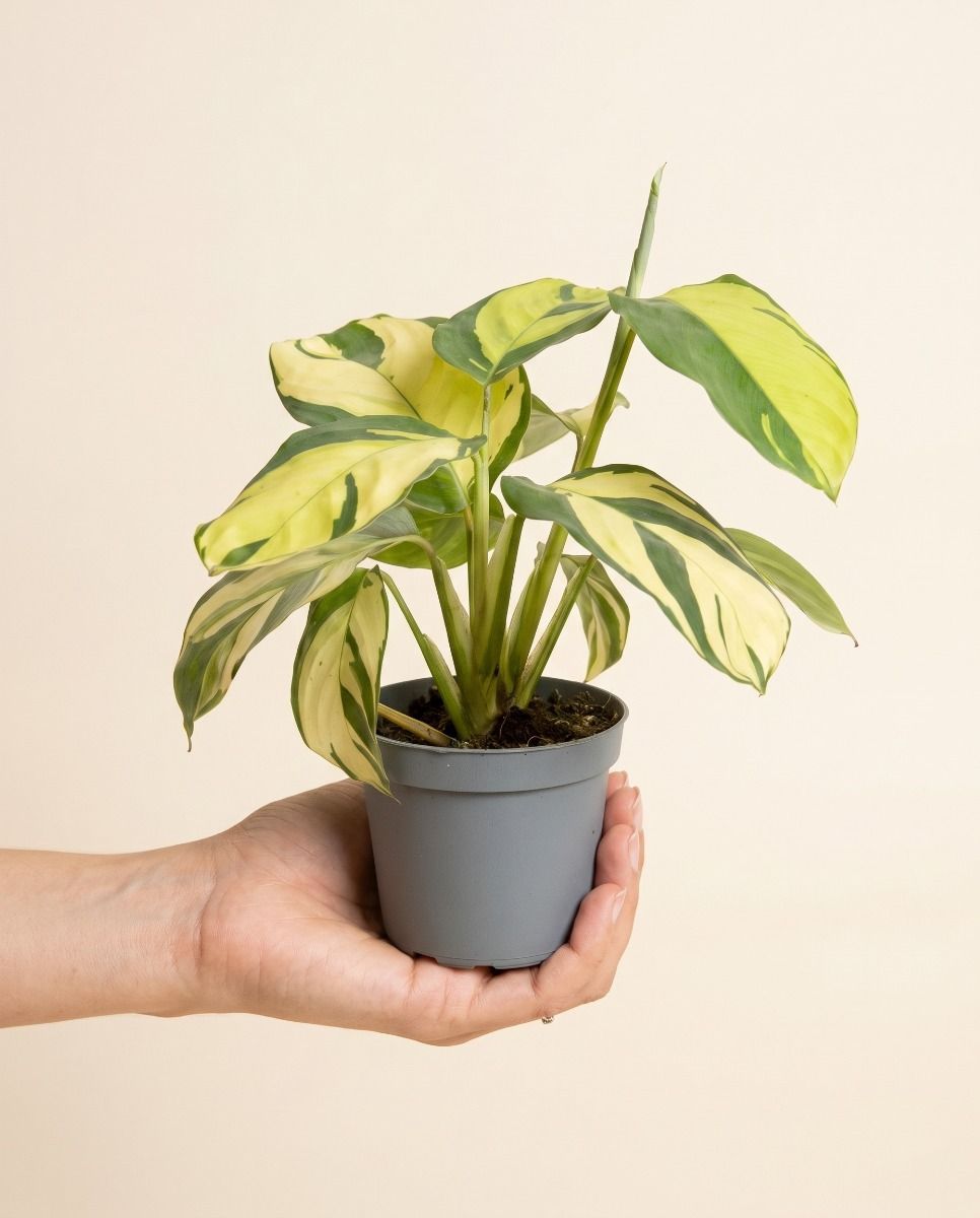 Baby Ctenanthe Kamm-Marante Golden Mosaic