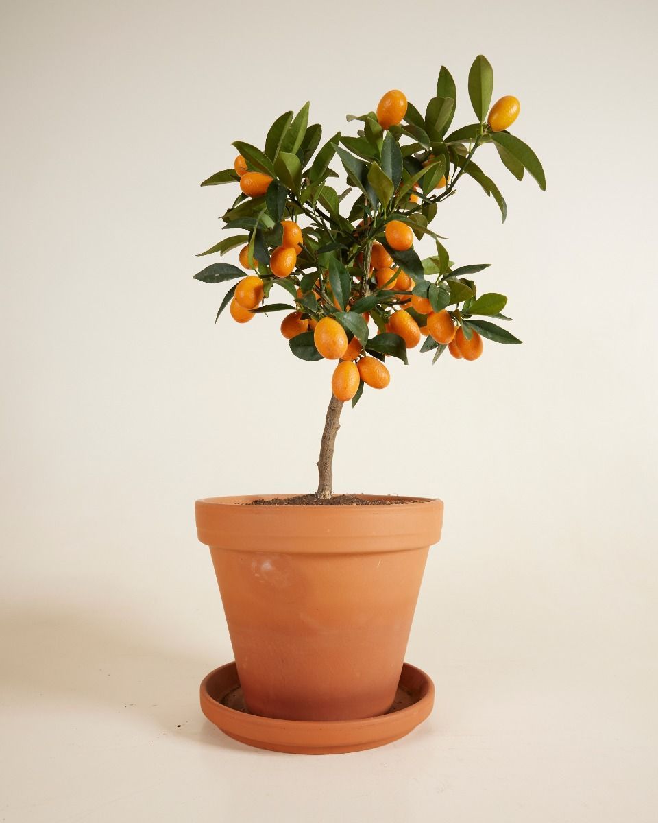 Citrus Kumquat Tree Kumquat