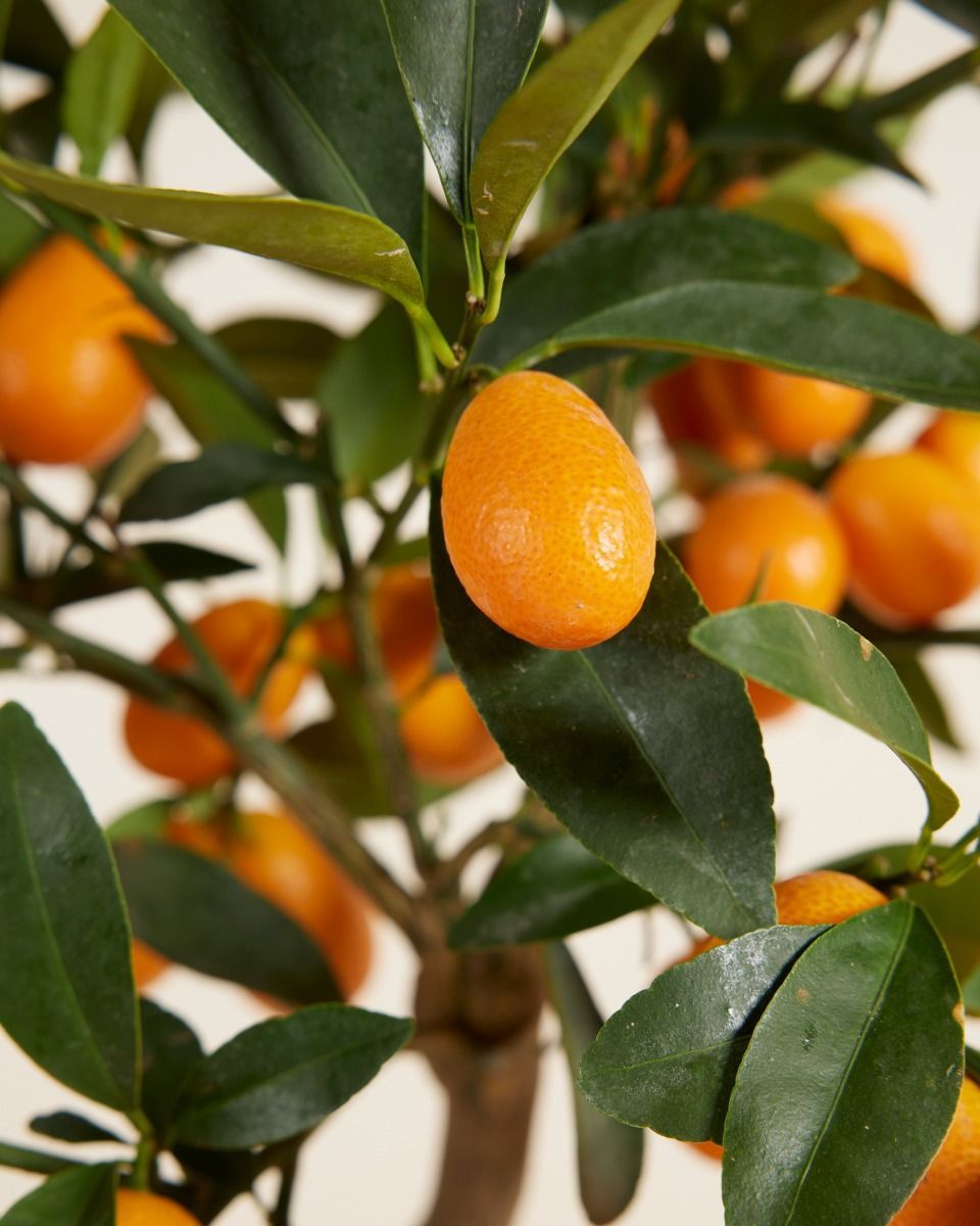 Citrus Kumquat Tree Kumquat