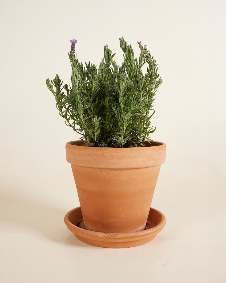 Lavandula Lavender Stoechas Anouk