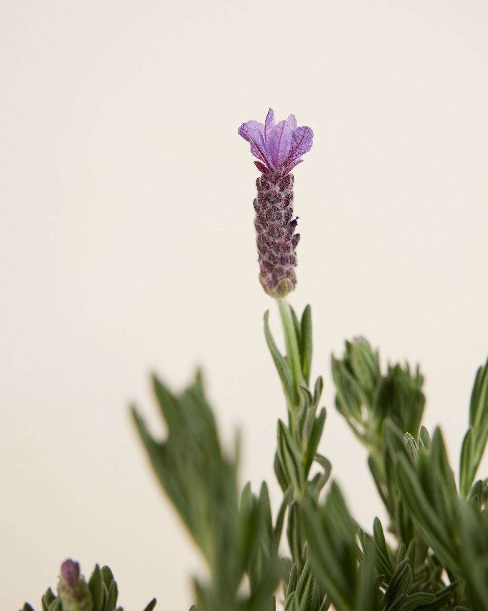 Lavandula Lavender Stoechas Anouk