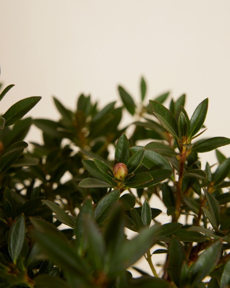 Rhododendron Buxus Bloombux Pink'