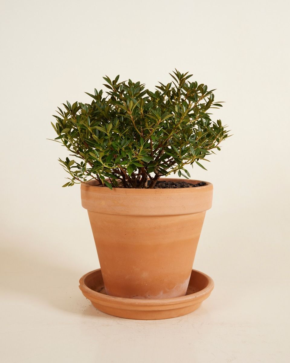 Rhododendron Buxus Bloombux Pink'