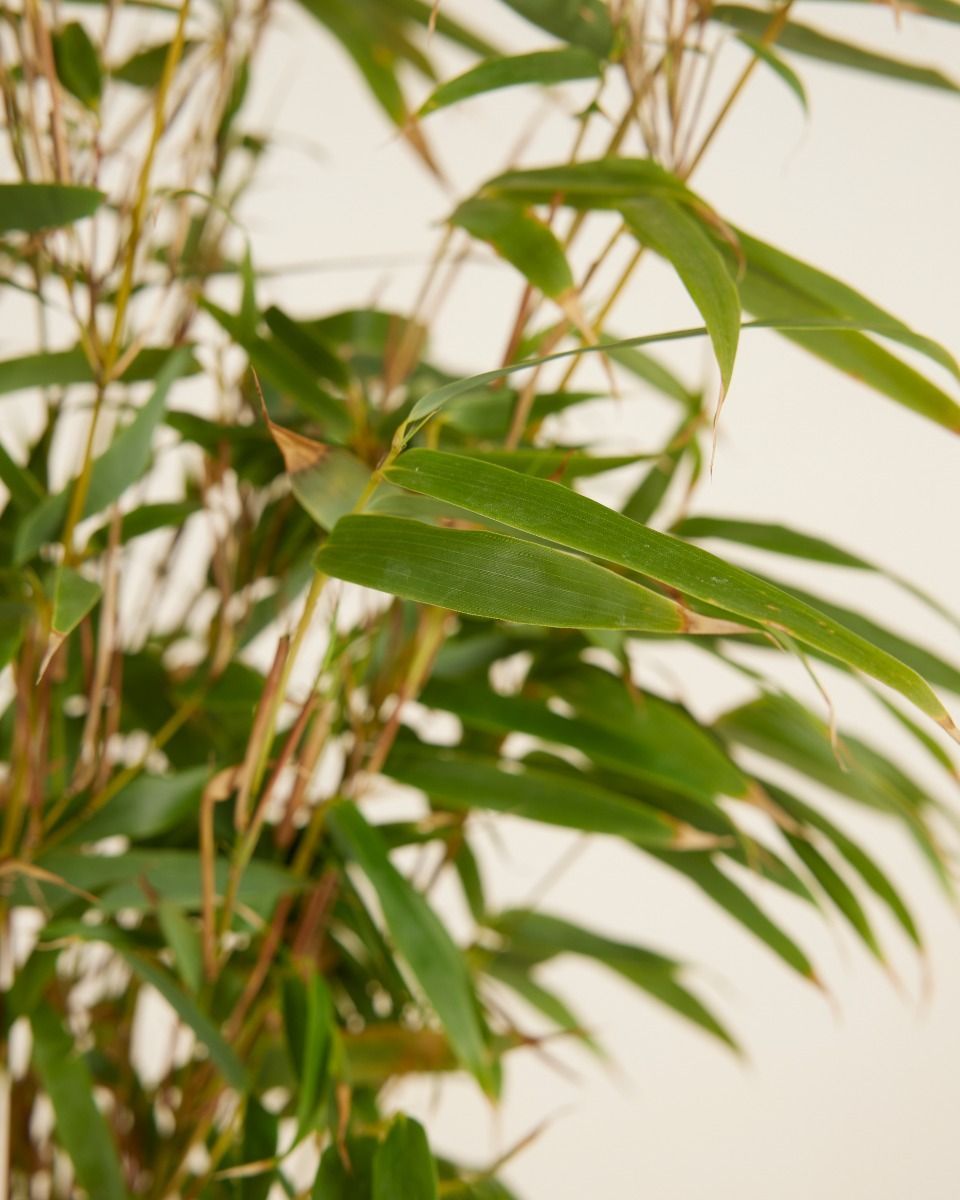 Fargesia Rufa