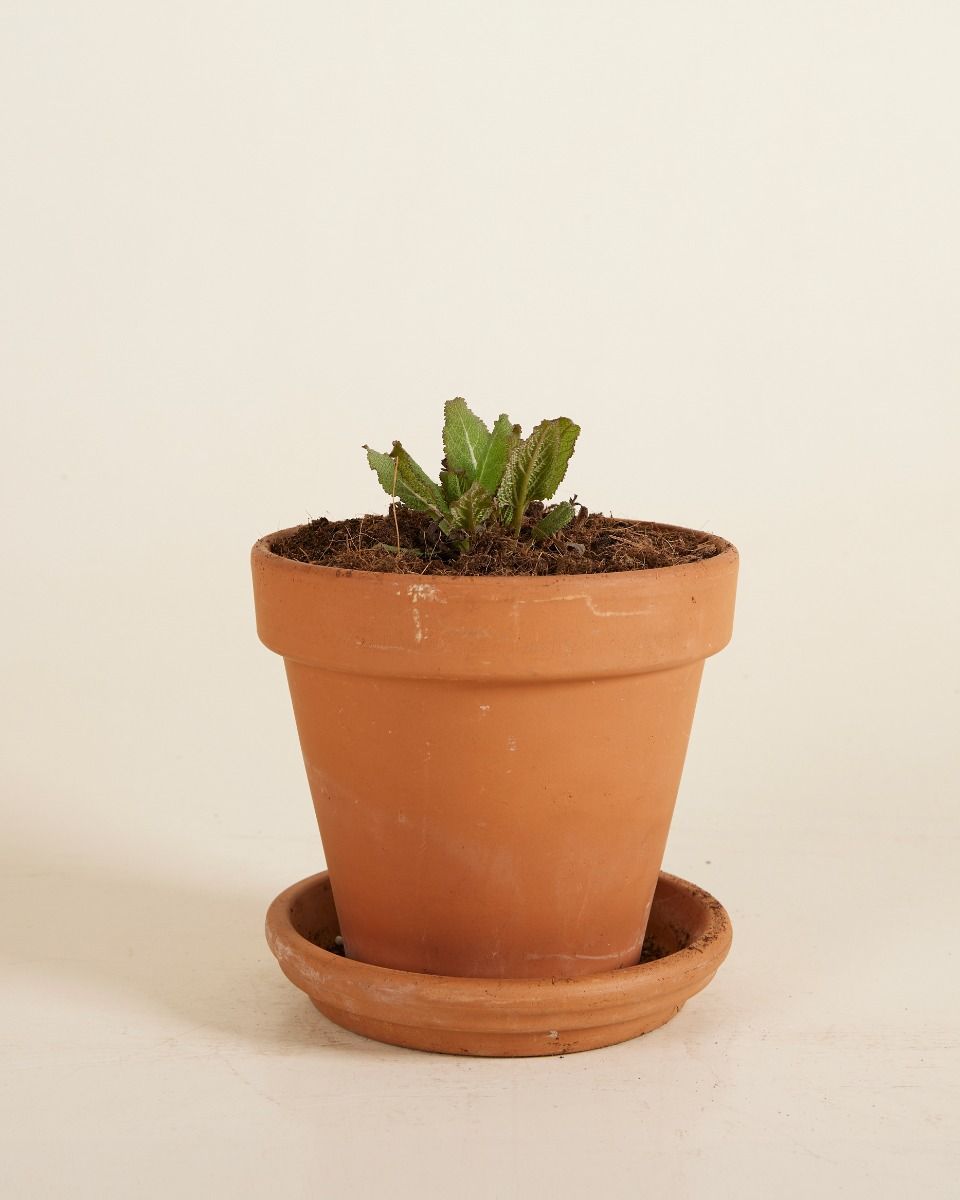 Salvia Salbei Nemorosa Sensation Deep Rose