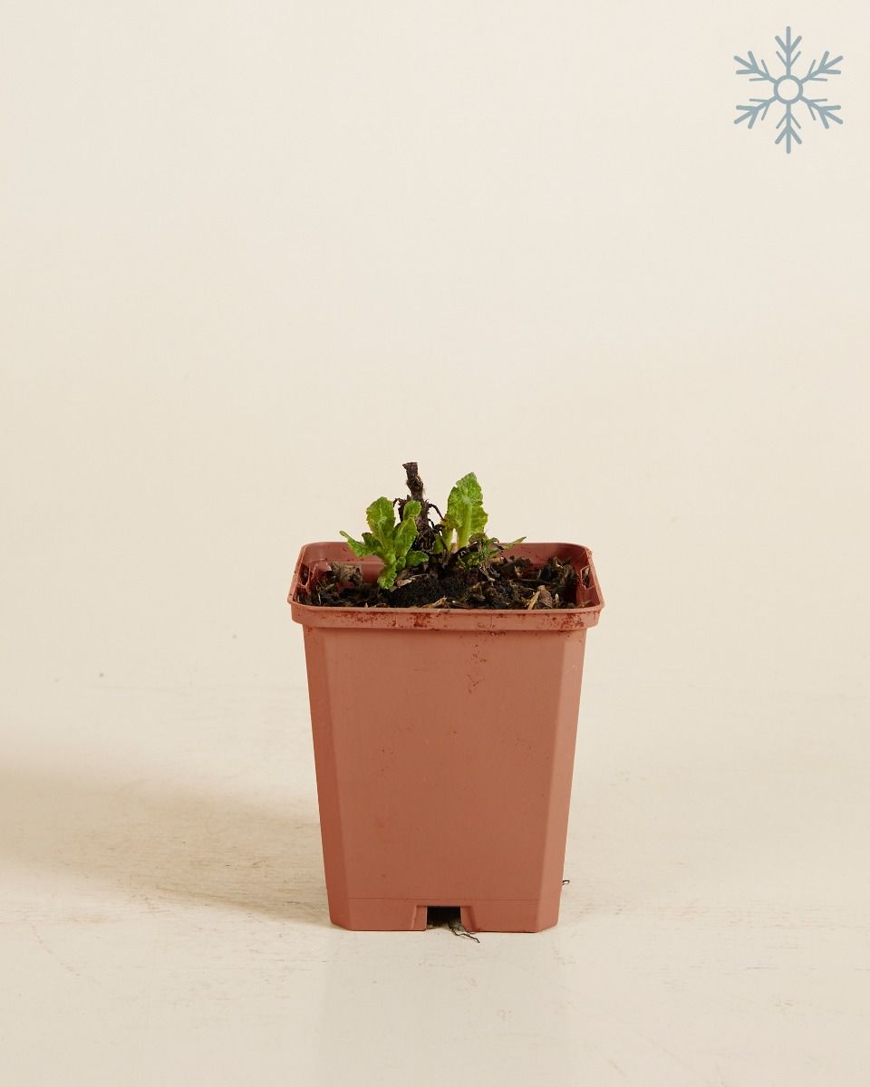 Salvia Salbei Nemorosa Sensation White