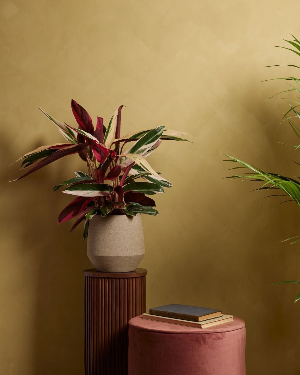 Calathea Prayer plant Triostar