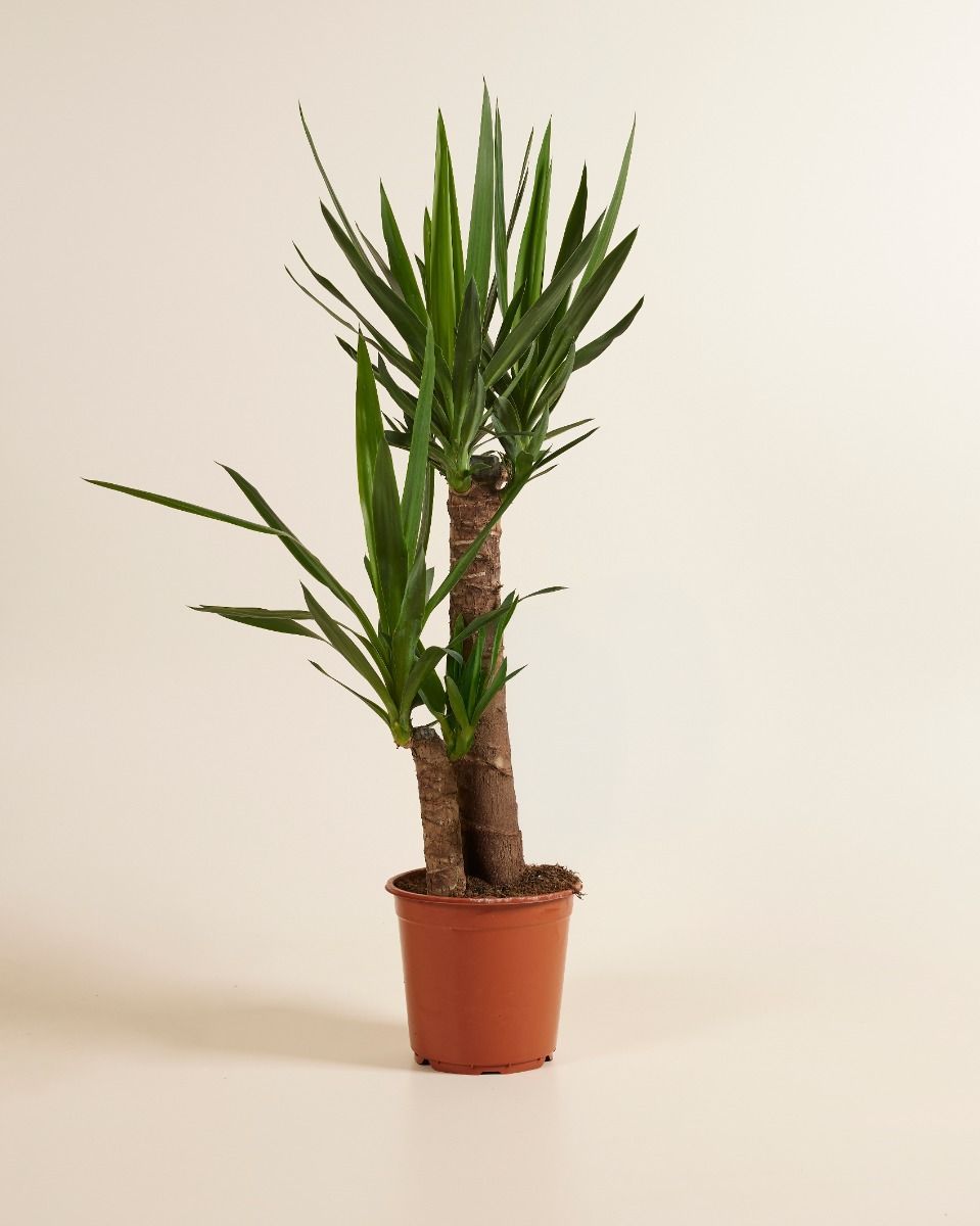 Elephantipes Palmlilie Yucca