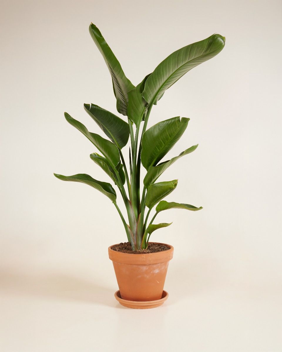 Strelitzia Nicolai Paradijsvogelbloem Paradijsvogelplant