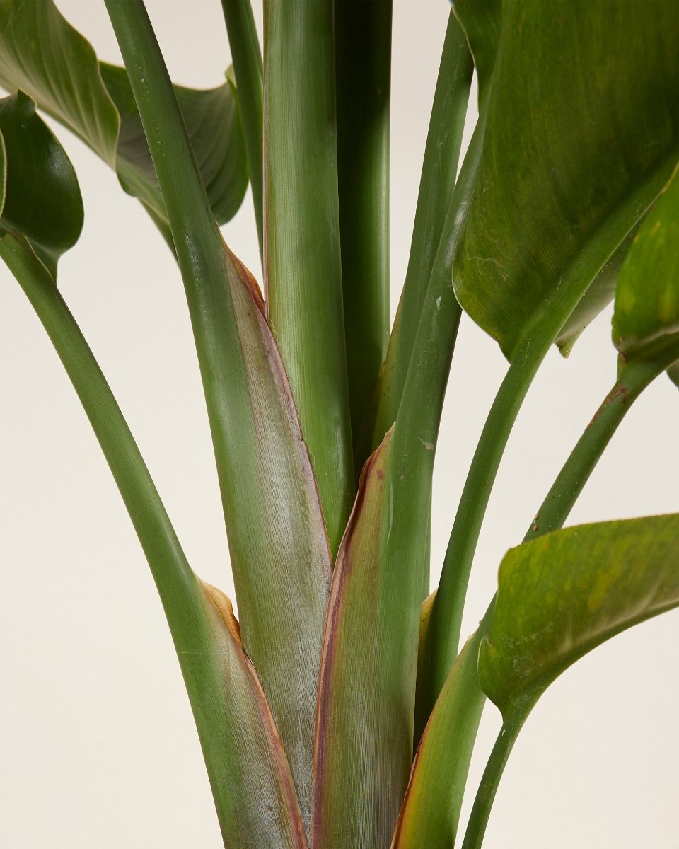 Strelitzia Nicolai Paradijsvogelbloem Paradijsvogelplant
