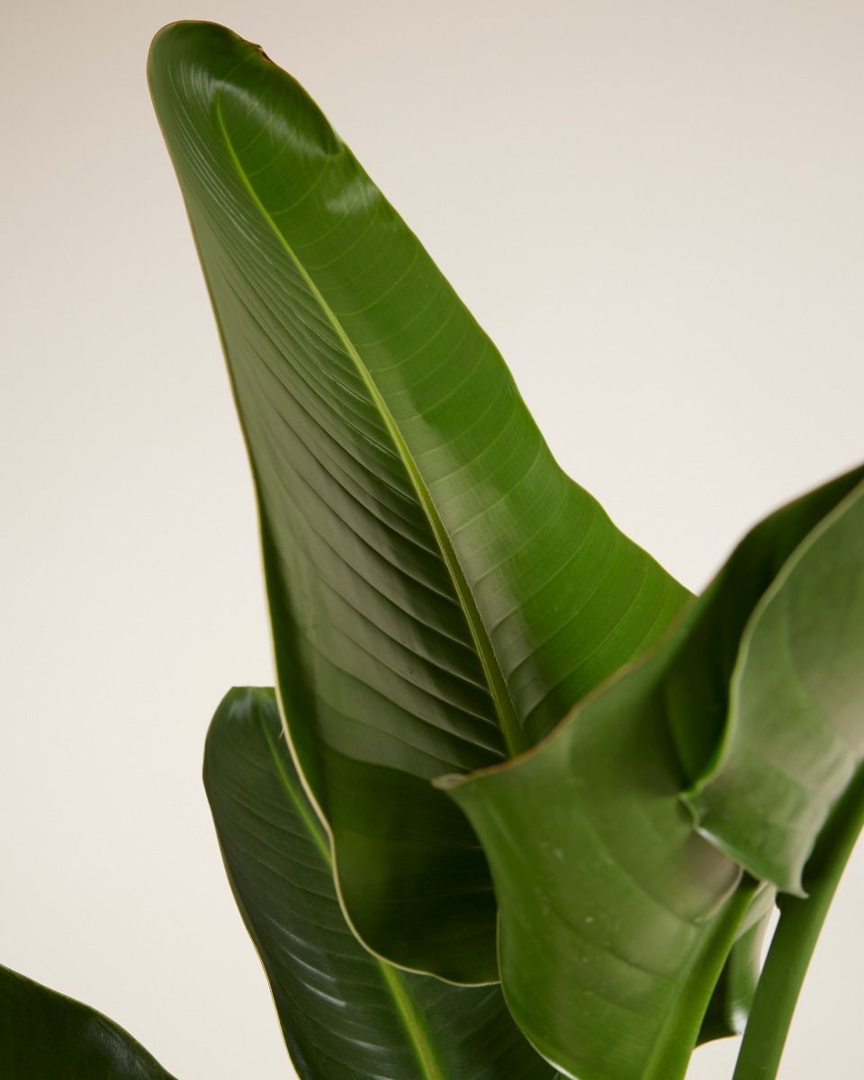 Strelitzia Nicolai Paradijsvogelbloem Paradijsvogelplant
