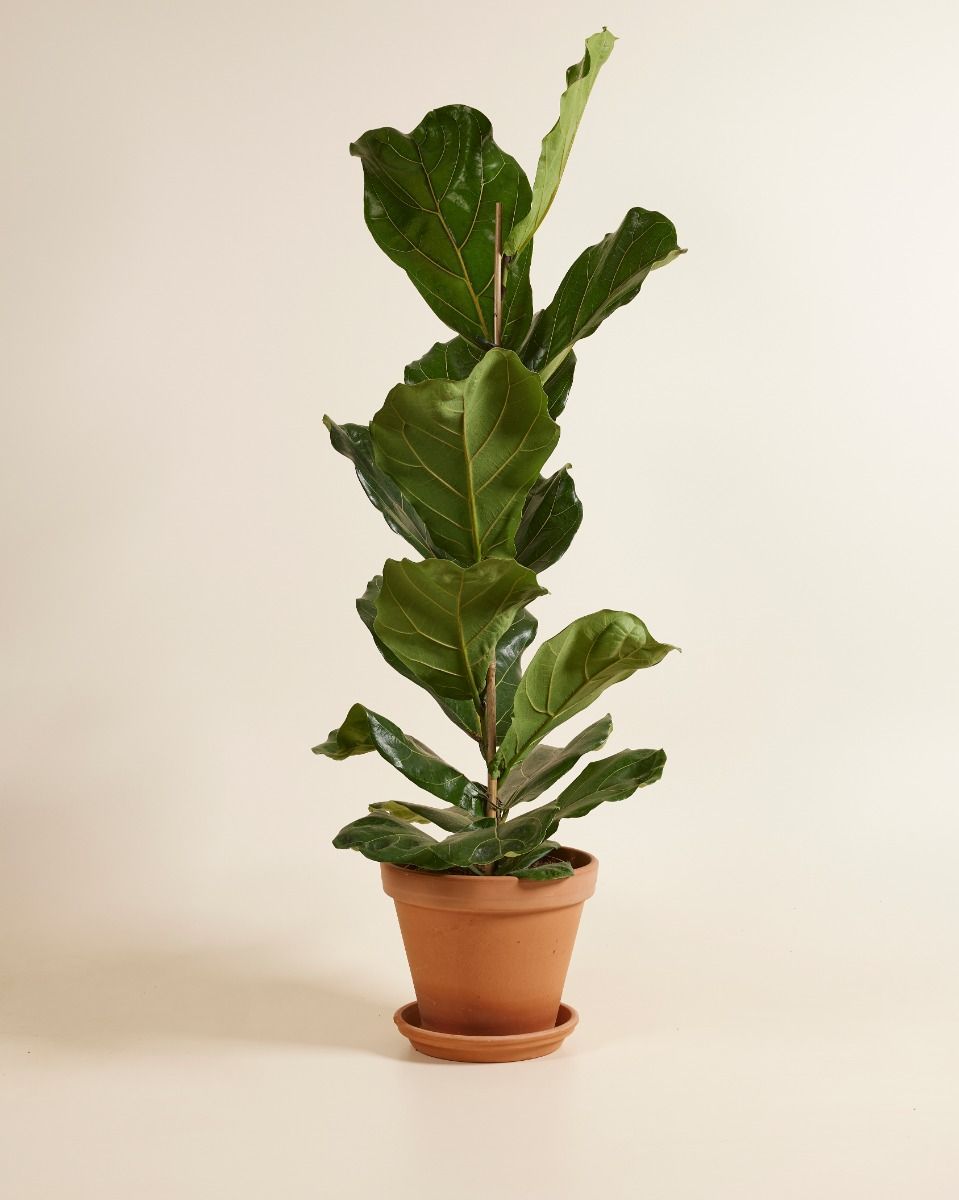 Ficus Fico Lyrata