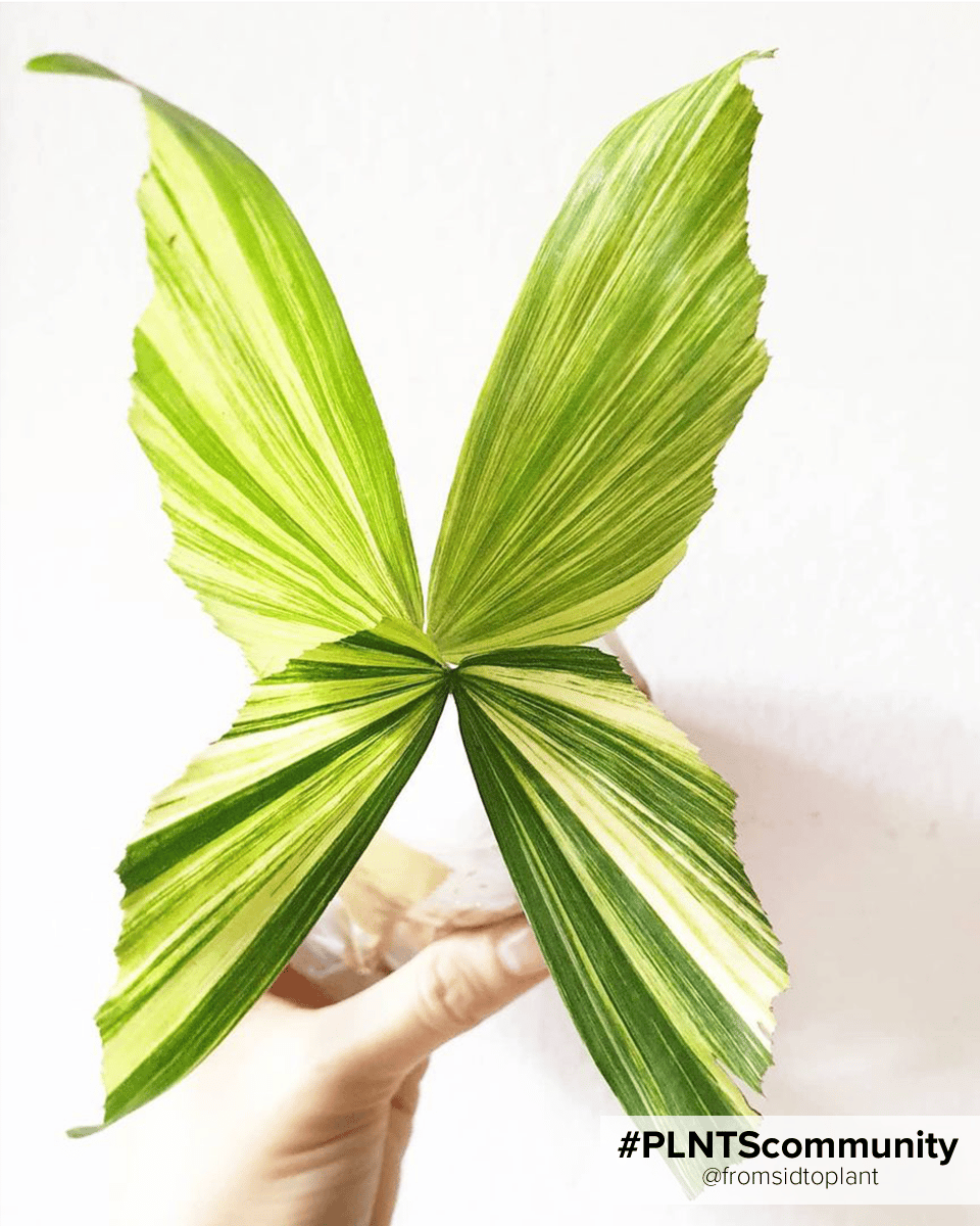 Caryota Fishtail palm Mitis