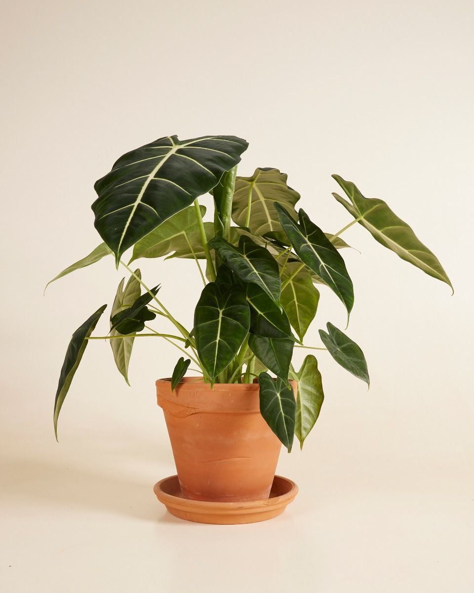 Alocasia Oreille d'éléphant Frydek