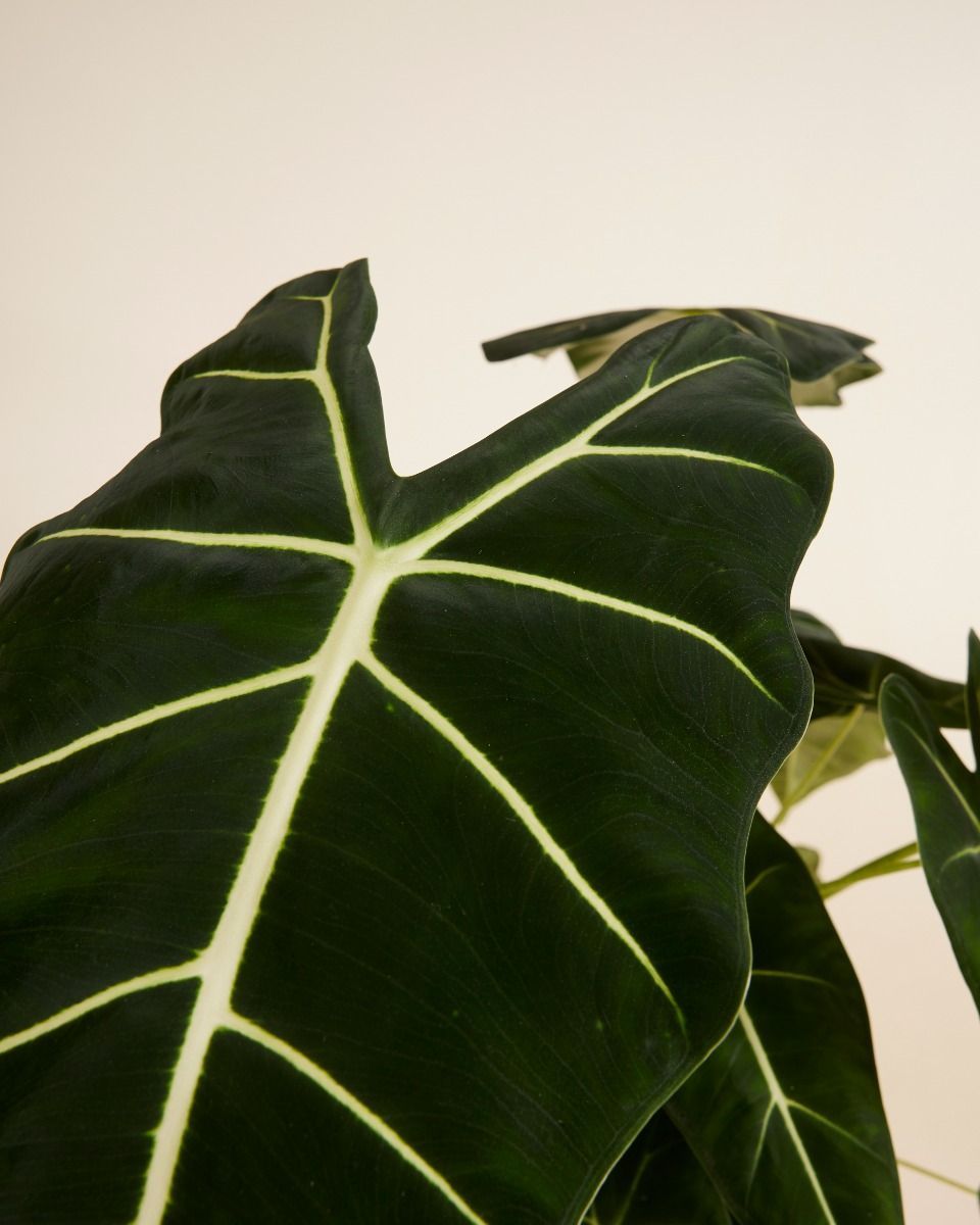 Alocasia Oreille d'éléphant Frydek