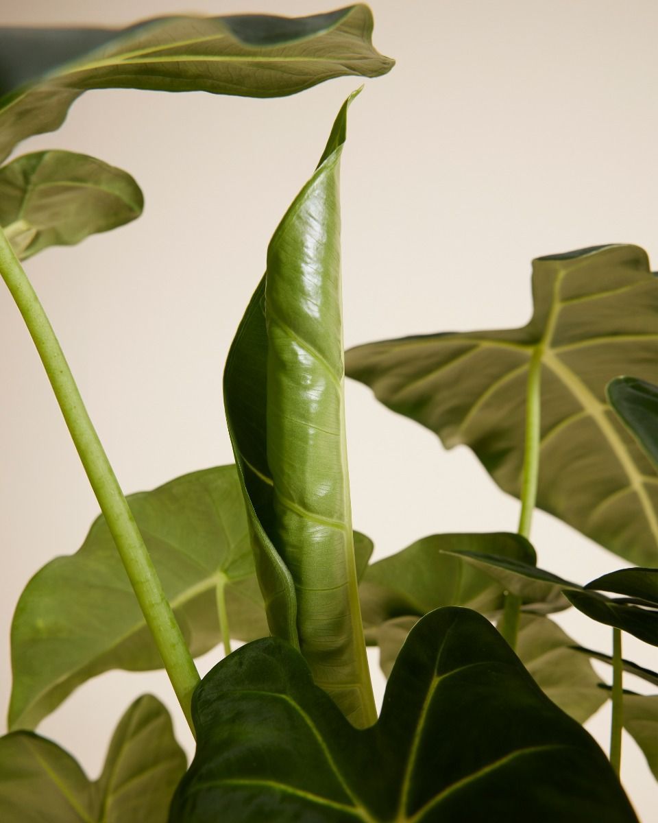 Alocasia Oreille d'éléphant Frydek