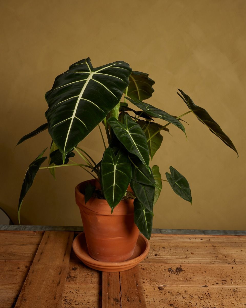 Alocasia Oreille d'éléphant Frydek