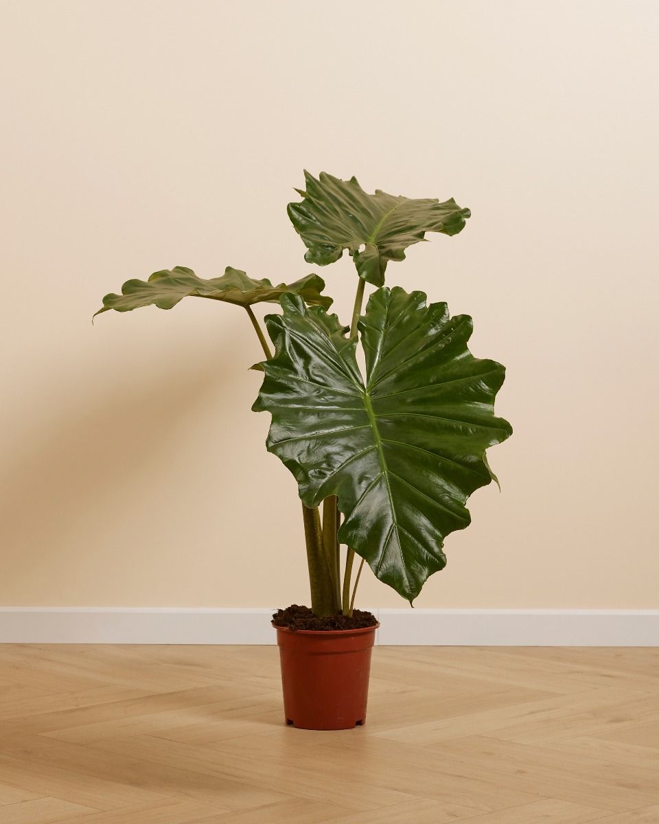 Alocasia Elefantenohr Portodora