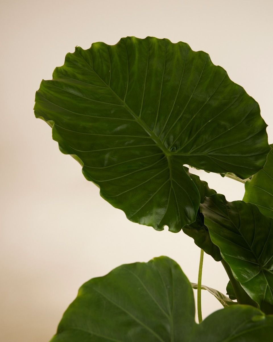 Alocasia Orecchie di Elefante Gageana