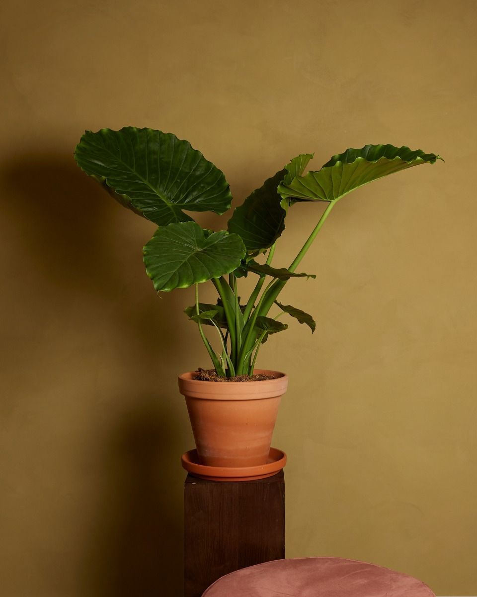 Alocasia Orecchie di Elefante Gageana