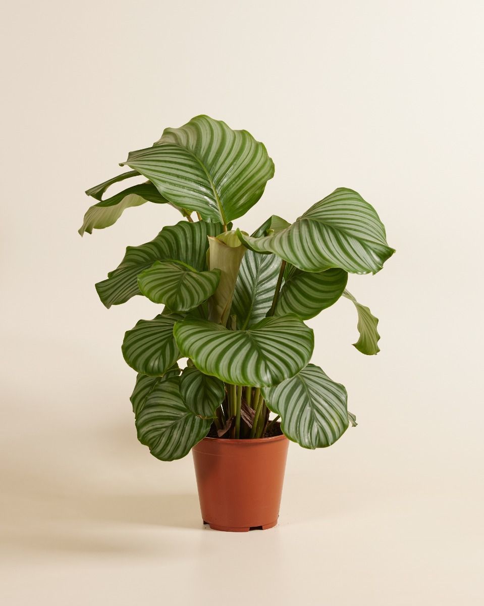 Calathea Prayer plant Orbifolia