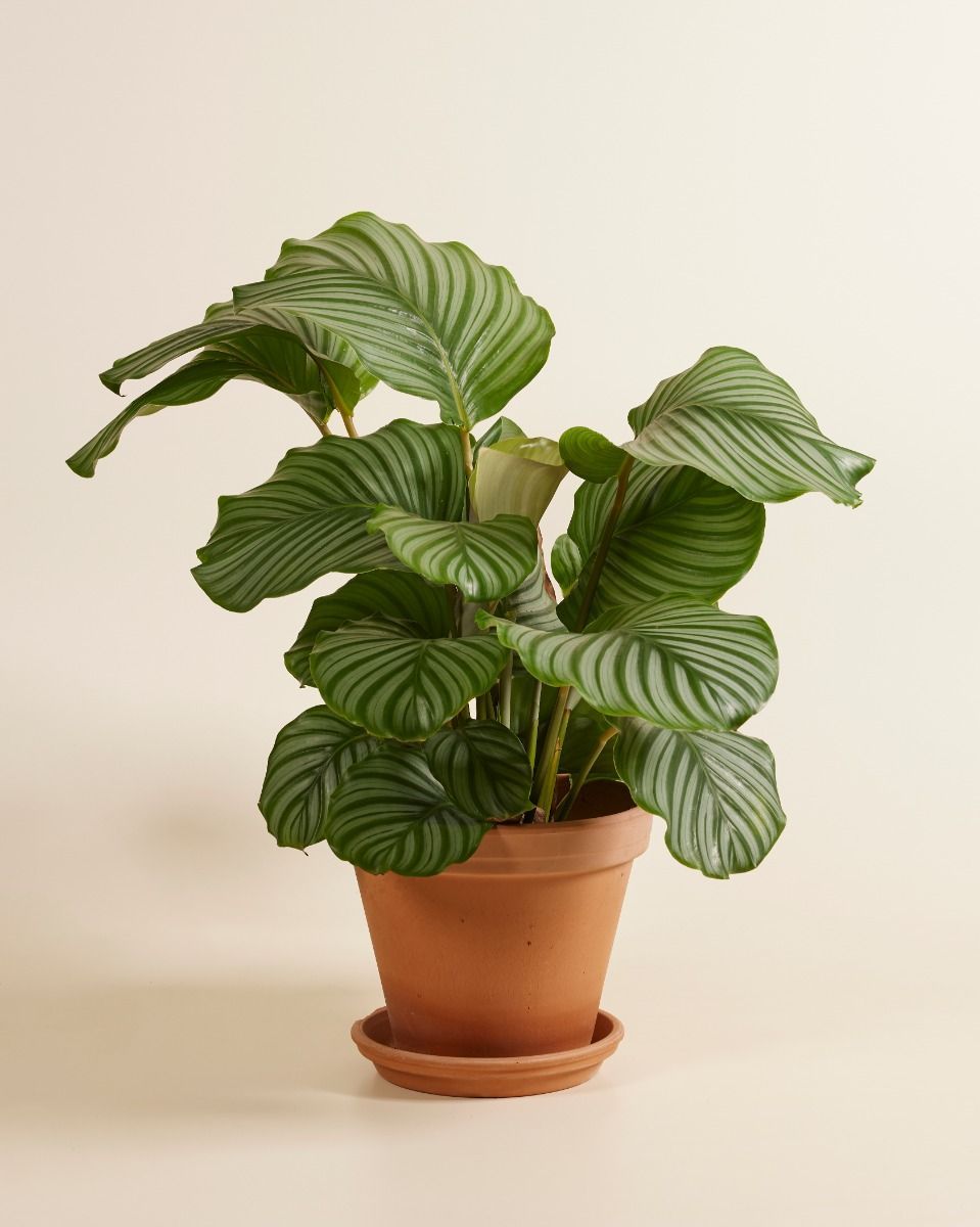 Calathea Pianta che si muove Orbifolia